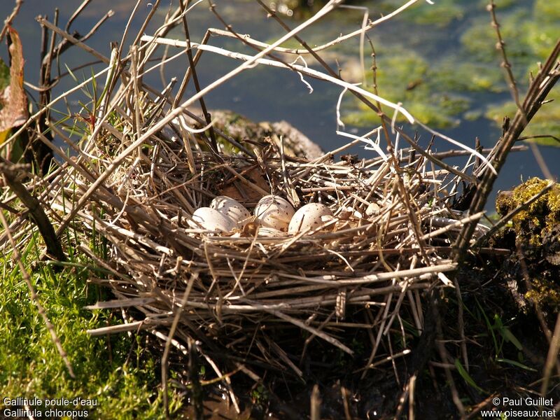 Common Moorhen