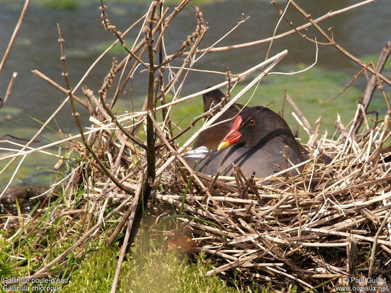 Common Moorhen female adult