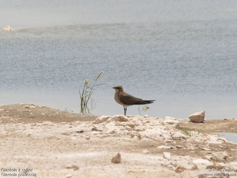 Collared Pratincole