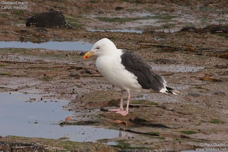 Great Black-backed Gull