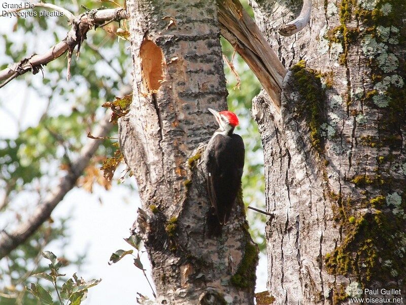 Pileated Woodpecker