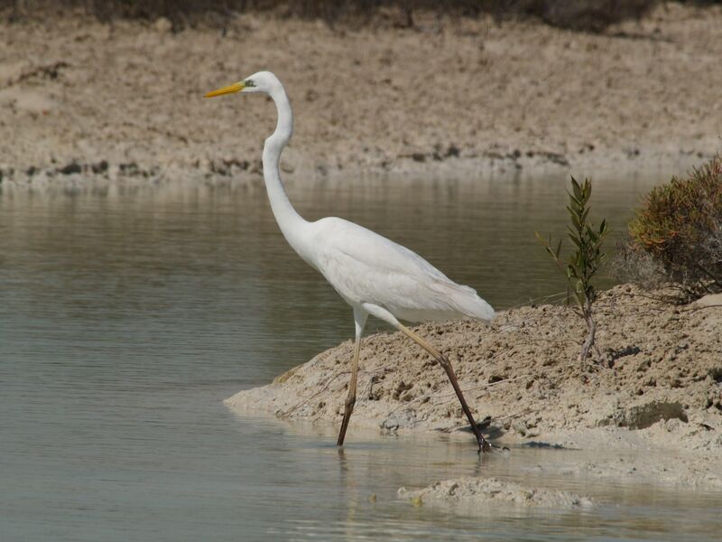 Grande Aigrette