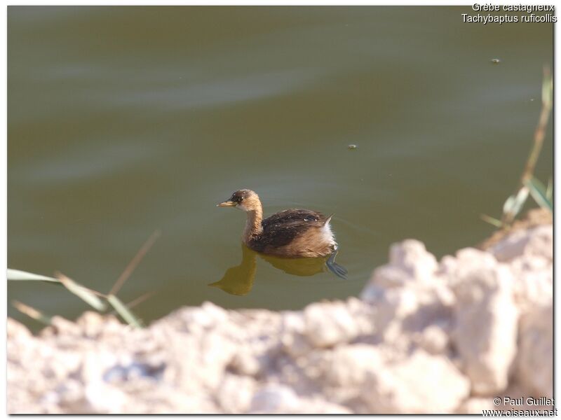 Little Grebe