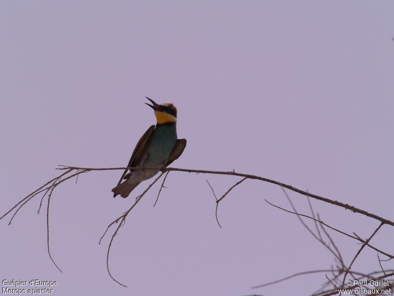 European Bee-eater