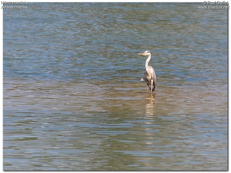 Grey Heron