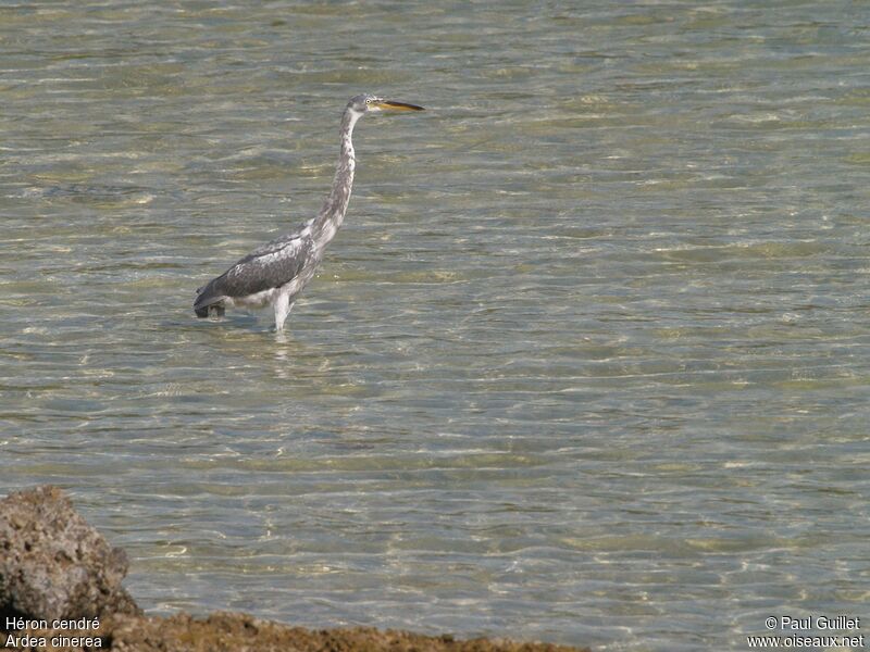 Grey Heronjuvenile