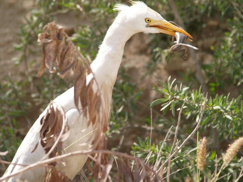 Western Cattle Egret