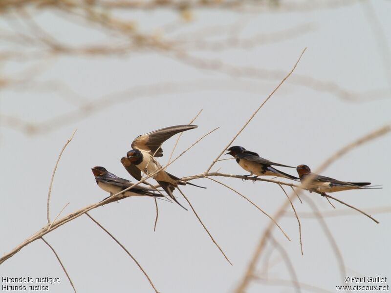 Barn Swallow