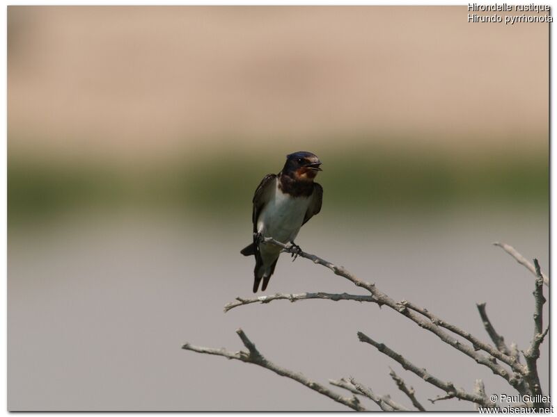 Barn Swallow