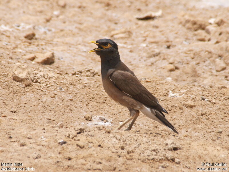 Common Myna