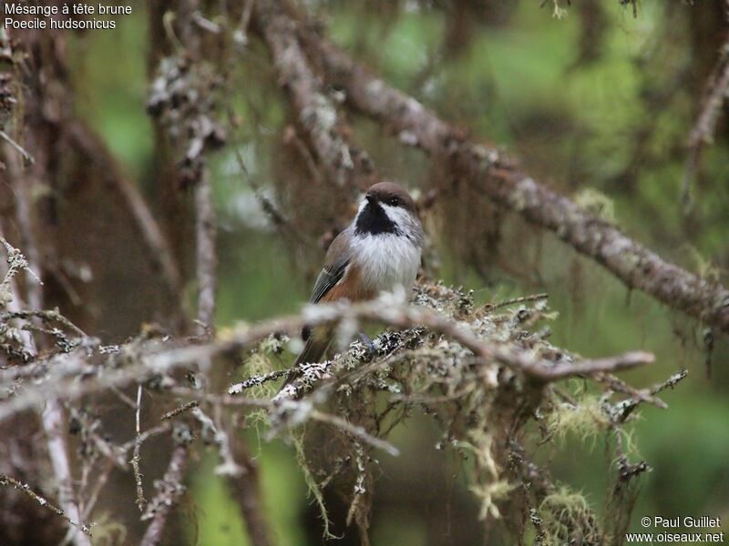 Boreal Chickadee