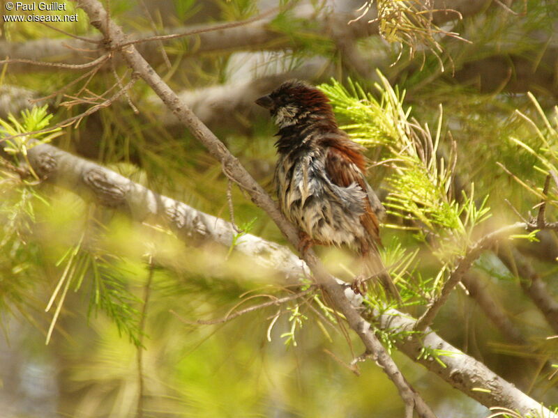 House Sparrow male