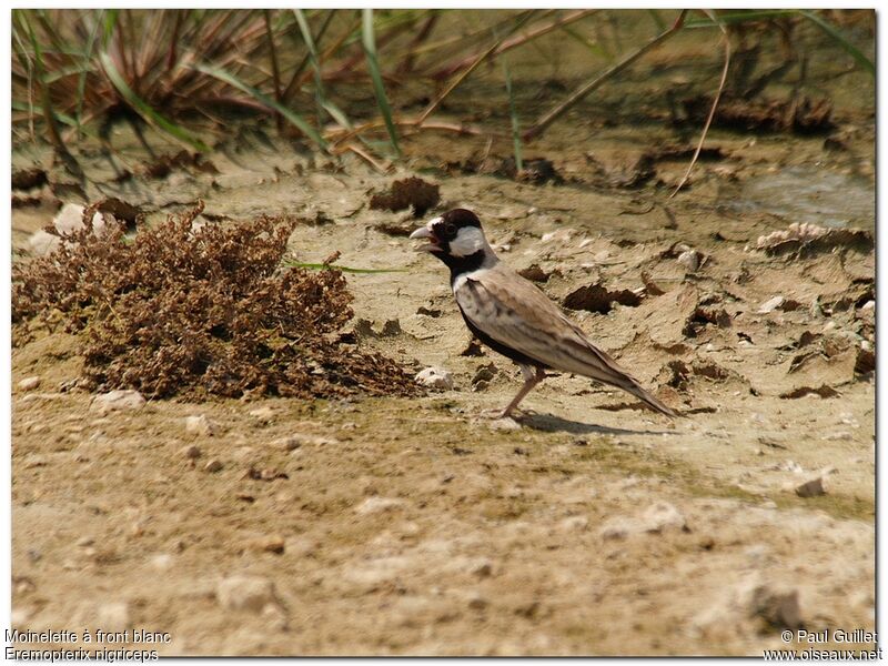 Black-crowned Sparrow-Lark