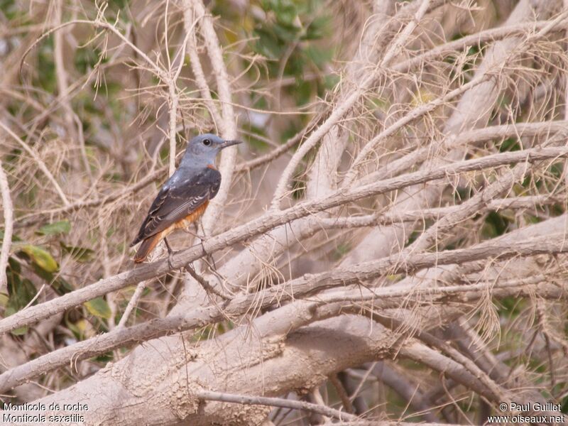 Common Rock Thrush male