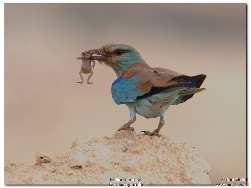 European Roller, feeding habits