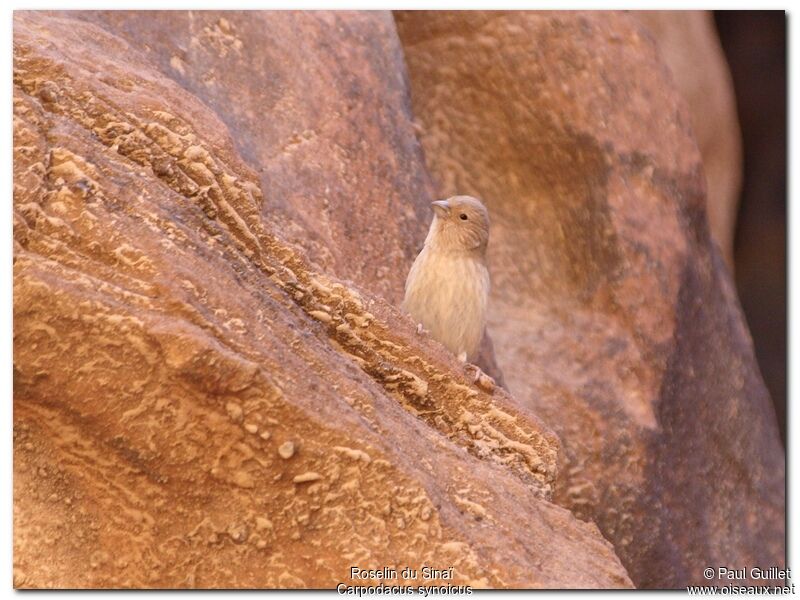 Sinai Rosefinch female adult, identification