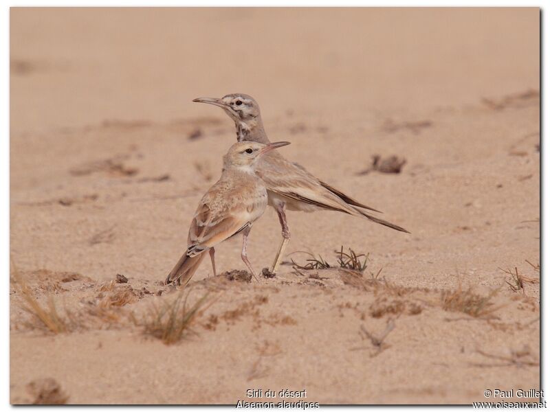 Greater Hoopoe-Lark adult, identification, Behaviour