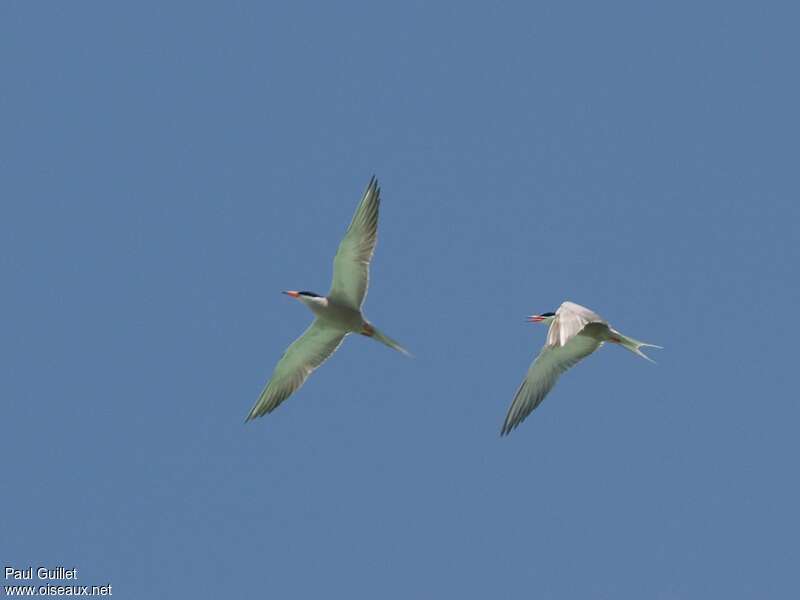 White-cheeked Ternadult breeding, pigmentation, Flight