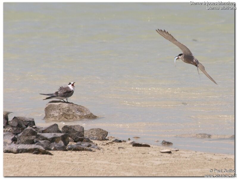 White-cheeked Tern