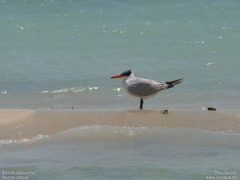 Caspian Tern