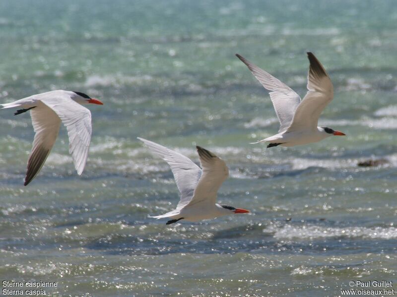 Caspian Tern