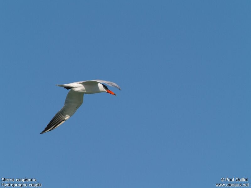 Caspian Tern