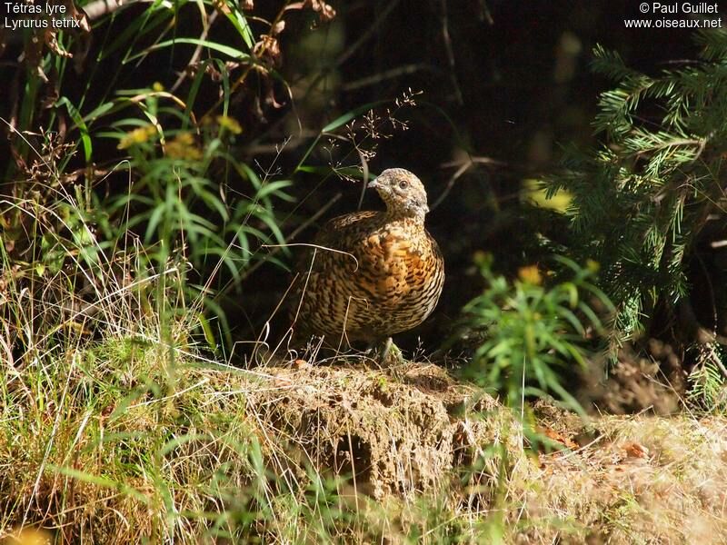 Black Grouse female