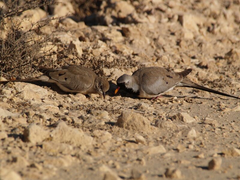 Namaqua Dove 