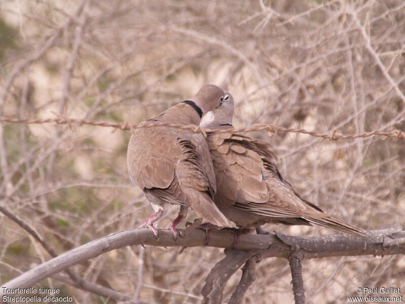 Eurasian Collared Dove 