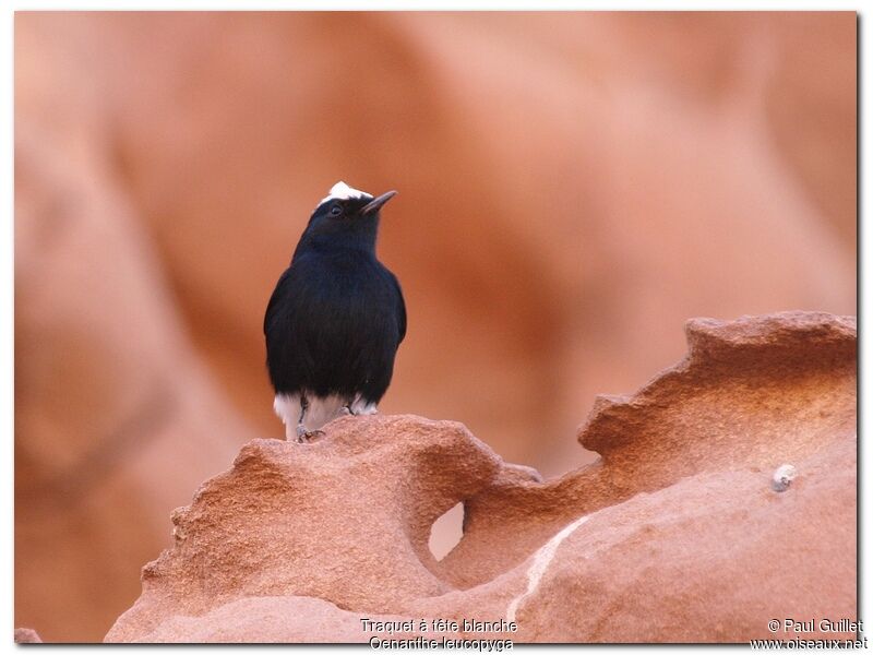 White-crowned Wheatear male, identification