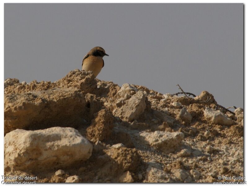 Desert Wheatear