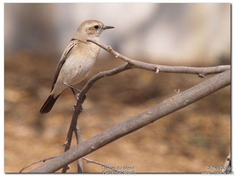 Desert Wheatear female adult, identification