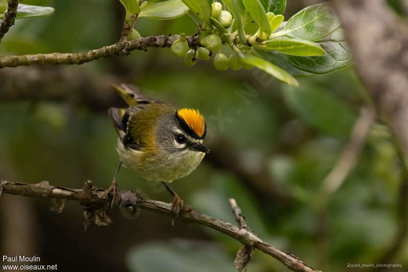 Madeira Firecrestadult, identification