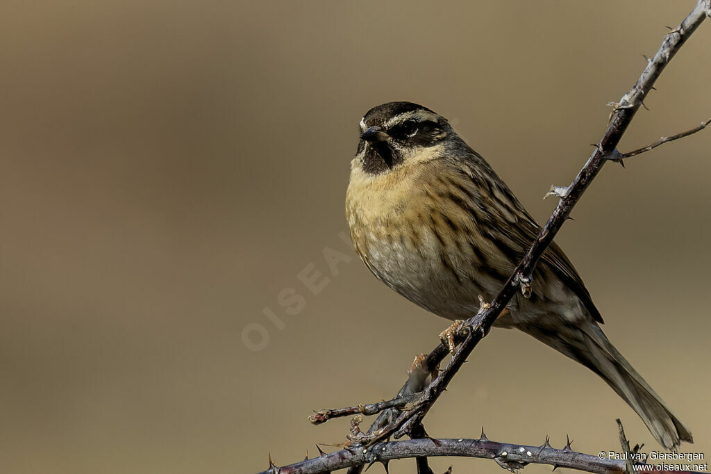 Black-throated Accentor