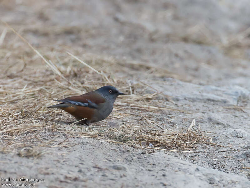 Maroon-backed Accentoradult, Behaviour