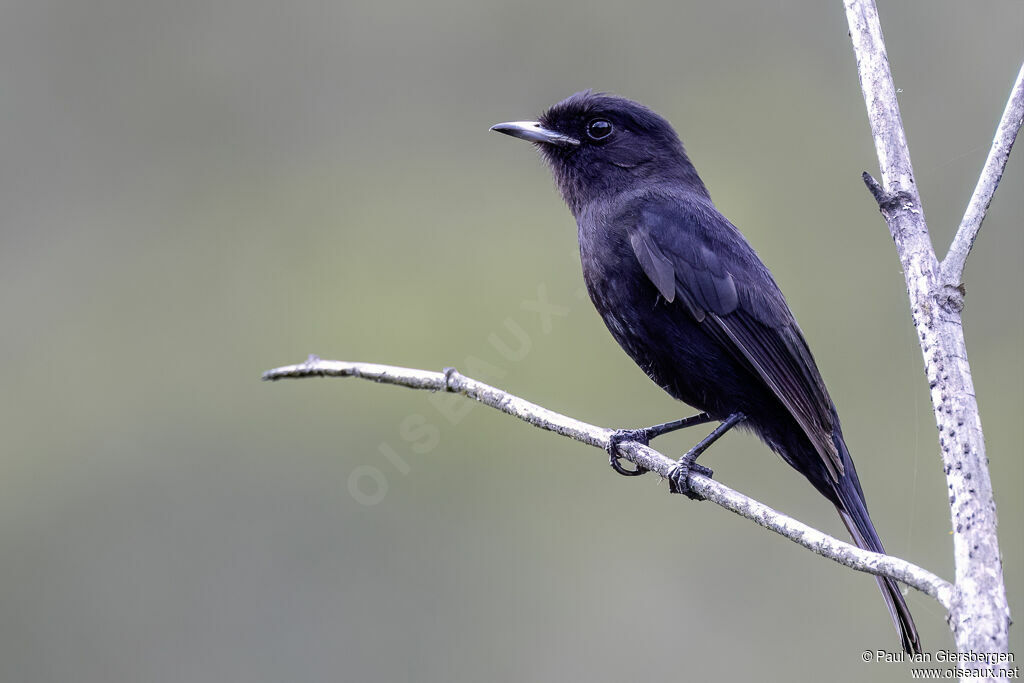 Ada à ailes blanches