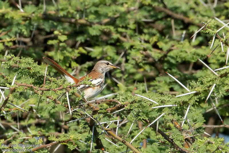 Agrobate à dos roux, habitat, pigmentation, Comportement