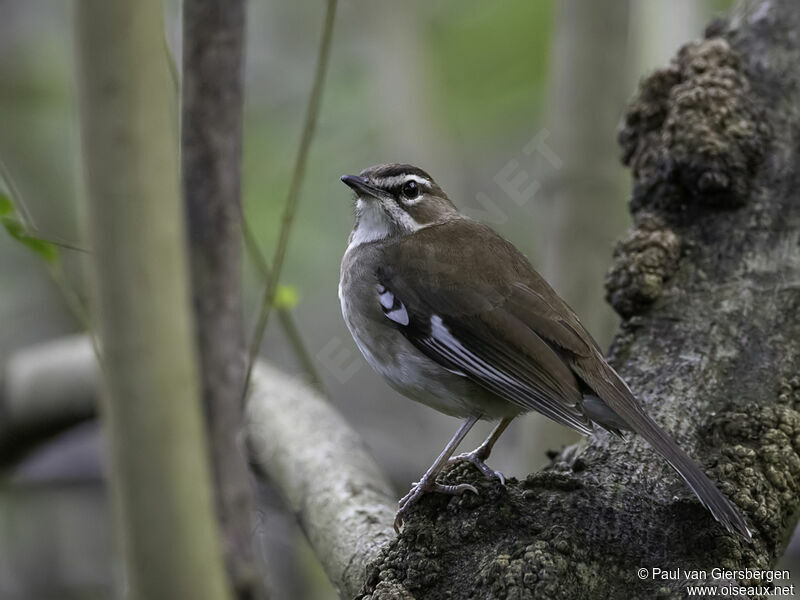 Brown Scrub Robinadult