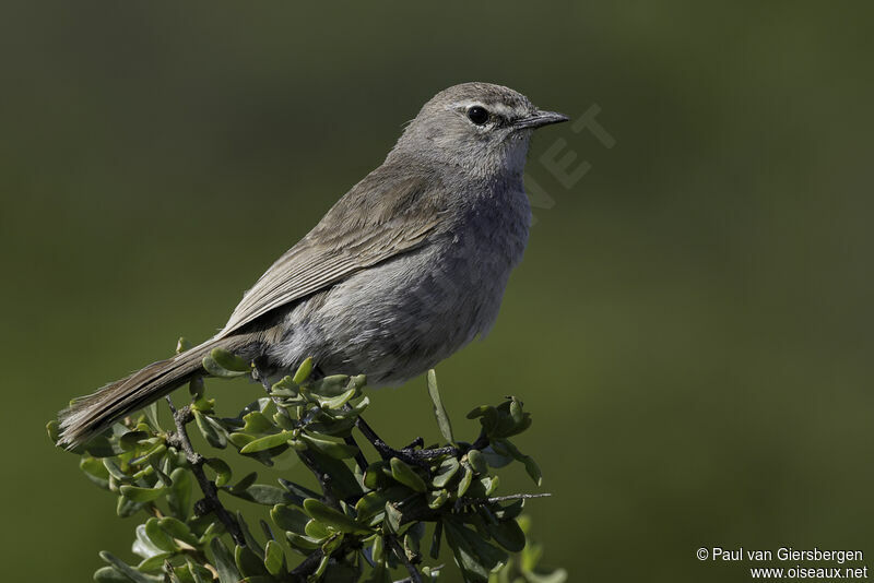 Agrobate coryphéeadulte