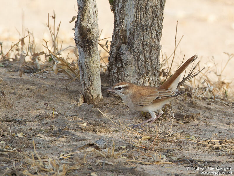 Rufous-tailed Scrub Robin