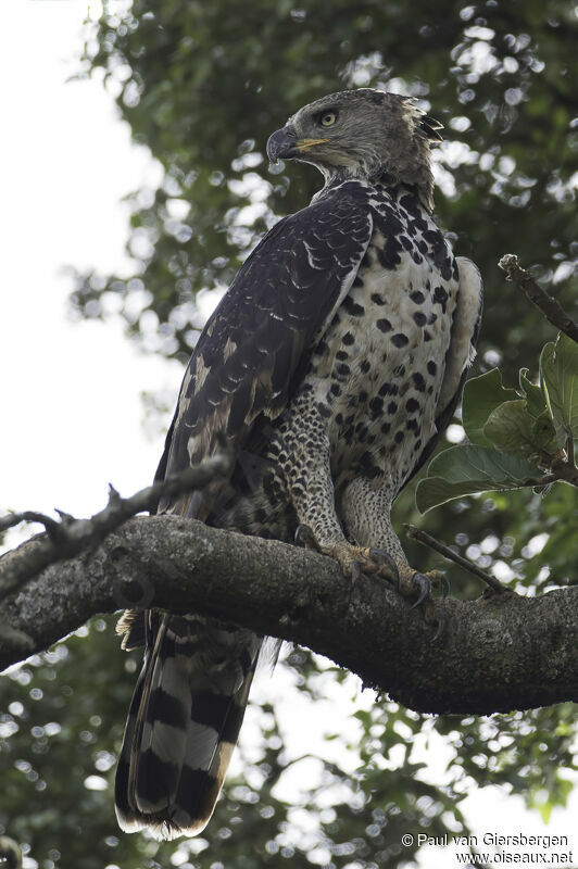 Aigle couronnéadulte