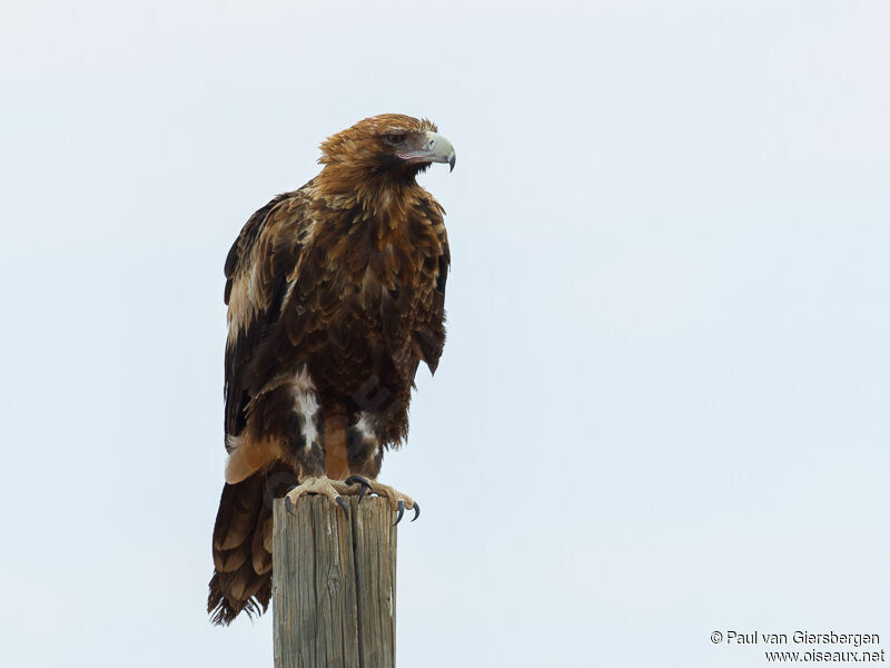 Aigle d'Australie