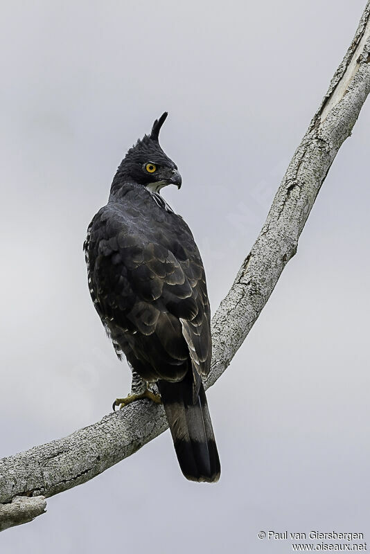 Blyth's Hawk-Eagleadult