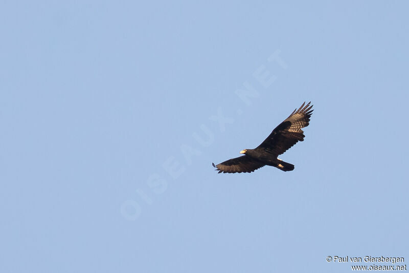 Verreaux's Eagle