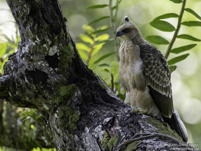 Aigle de Wallacejuvénile