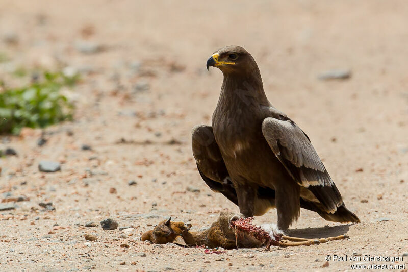 Steppe Eagle