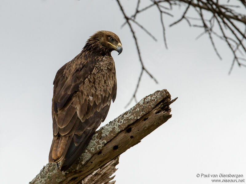 Steppe Eagle