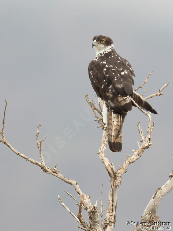 Aigle fascié