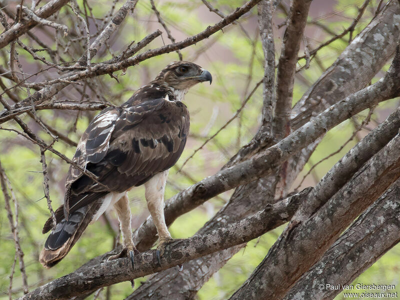 African Hawk-Eagle