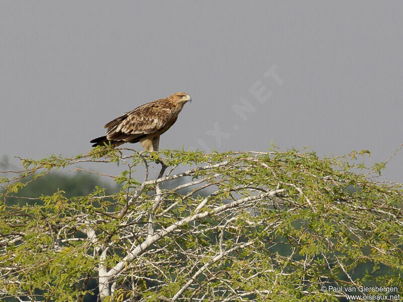 Eastern Imperial Eagle